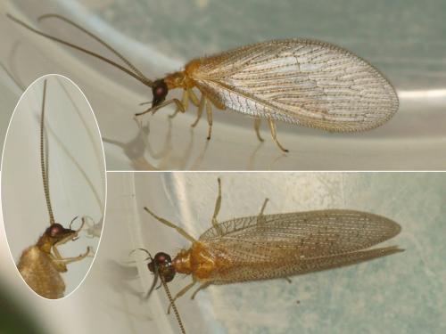 Réf. 200 377 : Hemerobius handschini